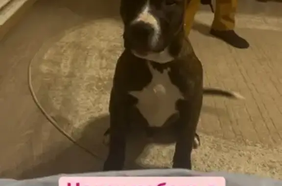 Найденные животные Верхнерусское, фото: Найден кобель, Батайская 2А, Верхнерусское