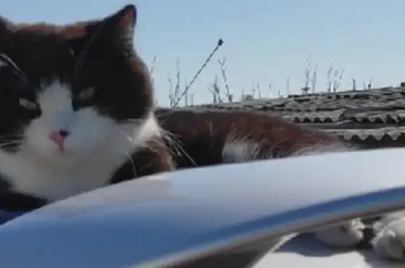 Кошки потеряшки, Омская область, фото: Потеряшка кошка, Северо-Любинское СП