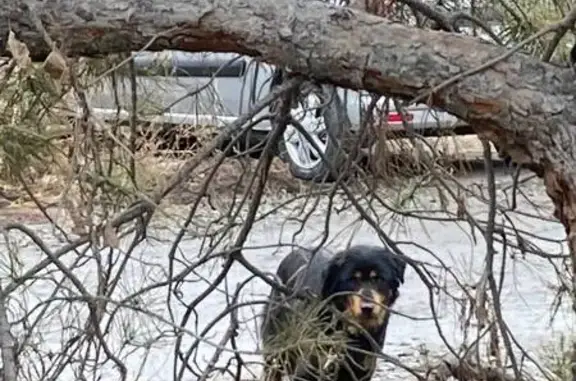 Собака найдена на 3-й Северной, 54, Омск