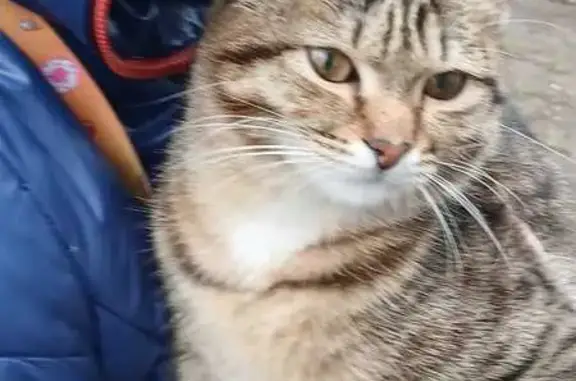 Найдена кошка, Иркутская 1, Омск