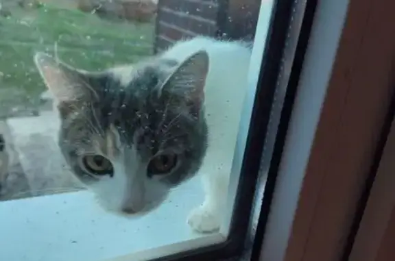 Найдена кошка, Борисоглебск, фото: Кошка найдена у магазина Олимп, Пролетарская 2А