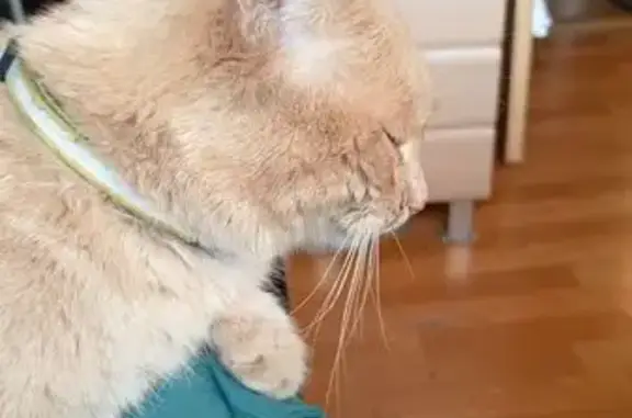 Найдена кошка, Брянск, фото: Кошка найдена, Бежицкая 323, Брянск