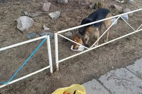 Объявления о пропавших и найденных животных, Архангельск, фото: Найдены собаки, ул. Галушина, Архангельск