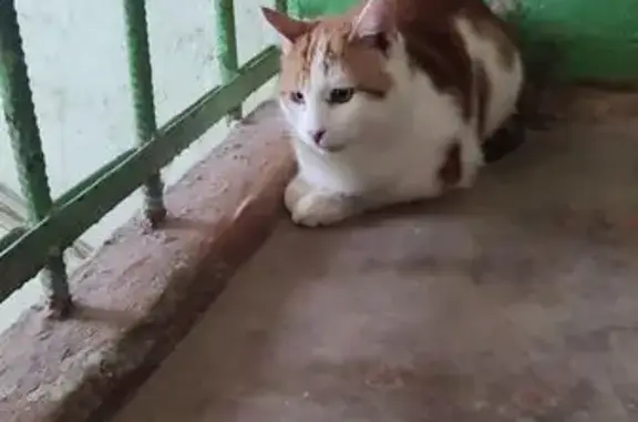 Найдена кошка, Астрахань, фото: Кошка найдена: ул. Немова, 20, Астрахань