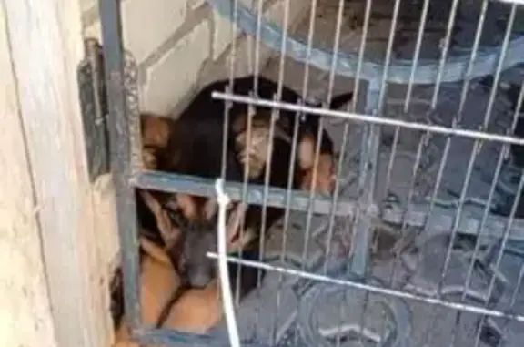 Пропала собака на Цирковой, 1, Калининград