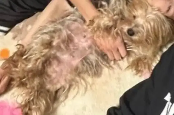 Собаки потеряшки, Воронеж, фото: Потеряшка собака, ул. Андреева 19, Воронеж