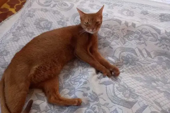 Кошка найдена: Ленинский пр., 130А, Воронеж
