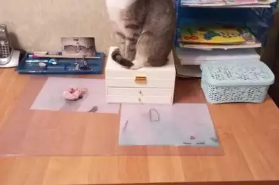 Кошки потеряшки, Санкт-Петербург, фото: Потеряшка кошка, Кронверкский пр., 63/31