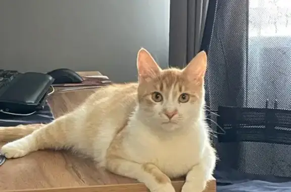 Кошки потеряшки, Жигулёвск, фото: Потеряшка кошка, Никитинская 15, Жигулёвск