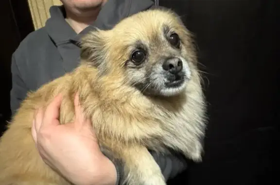 Найдена собака, Краснодар, фото: Найдена собака, ул. Западный Обход, Краснодар