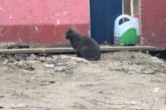 Котенок найден: пр. Маршала Жукова, 16к1