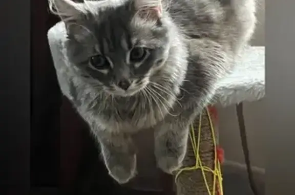 Кошки потеряшки, Нарьян-Мар, фото: Потеряшка кошка, Оленная ул. 10, Нарьян-Мар