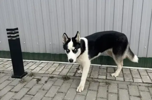 Найдена собака: ул. Багаева, 7, Иваново