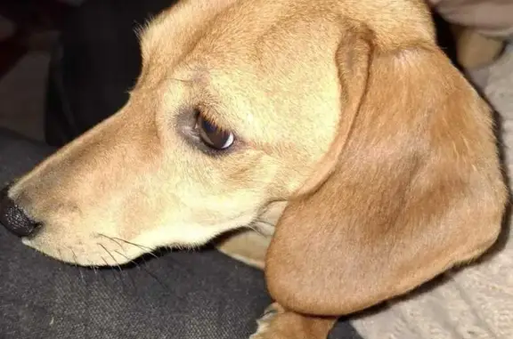 Найдена собака, Смоленская область, фото: Рыжая такса найдена в Вязьме, Смоленск