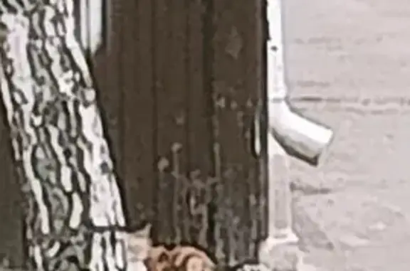 Найдена кошка, Ставрополь, фото: Трехцветная кошка найдена на Мира, 426/1