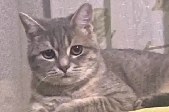 Кошки потеряшки, Усть-Донецкий, фото: Потеряшка кошка, ул. Ленина 13А, Усть-Донецкий