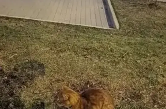 Найдена кошка, Москва, фото: Найдена рыжая кошка, проезд Нансена, Москва