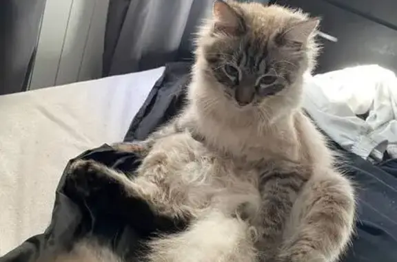 Кошки потеряшки, Петрозаводск, фото: Потеряшка кошка, Судостроительная 28, Петрозаводск