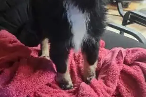 Собаки потеряшки, Москва, фото: Потеряшка собака, ул. Трофимова 11, Москва