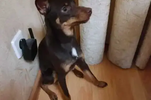 Найдена собака, Волгоград, фото: Тойчик найден на Брестской, 13, Волгоград