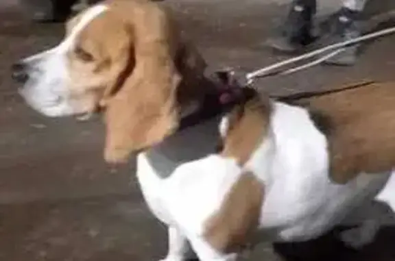 Найдена собака, , фото: Найдена собака, Бронная ул. 7, Рязань