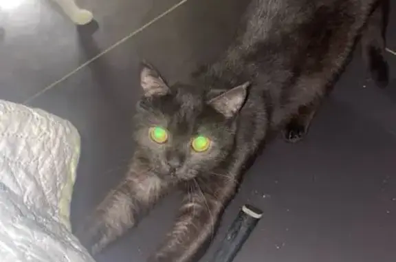 Потерянные животные Рязань, фото: Пропала кошка, ул. Кольцова, 8, Рязань