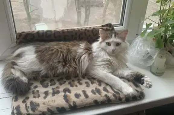 Кошки потеряшки, Воронеж, фото: Потеряшка кошка, Шендрикова, 6, Воронеж