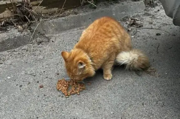 Кошка найдена: Конюшенная пл., СПб