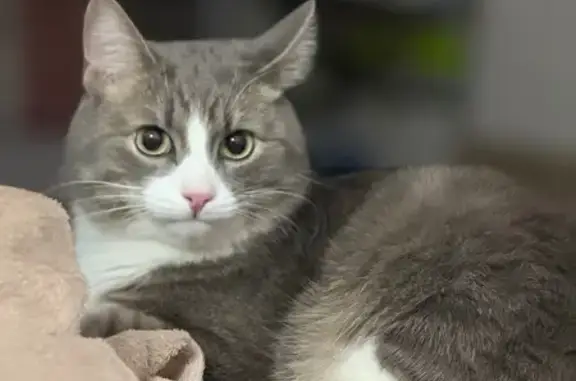 Найдена кошка, Лесные Поляны, фото: Кошка найдена: Солнечная ул., 26 к7