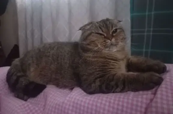 Кошки потеряшки, Московская область, фото: Потеряшка кошка, Поварово, МО