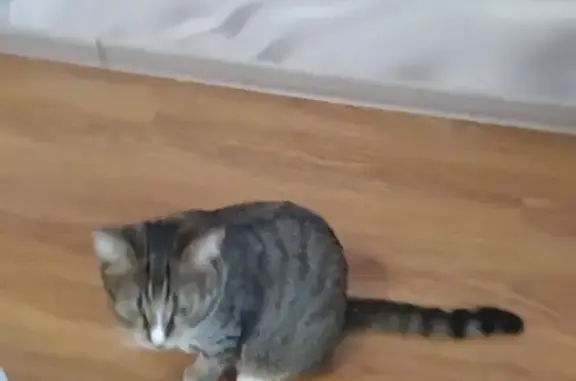 Кошка найдена: ул. Б. Хмельницкого, 155