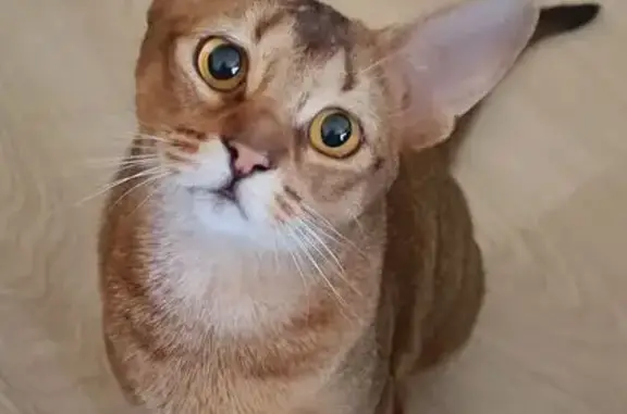 Кошки потеряшки, Липецк, фото: Потеряшка кошка, Кольцевая ул. 32, Липецк