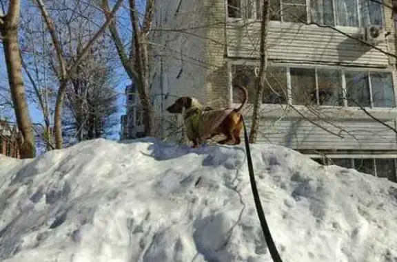 Собаки потеряшки, Хабаровский край, фото: Потеряшка такса Арчи, Хабаровск, Вторая