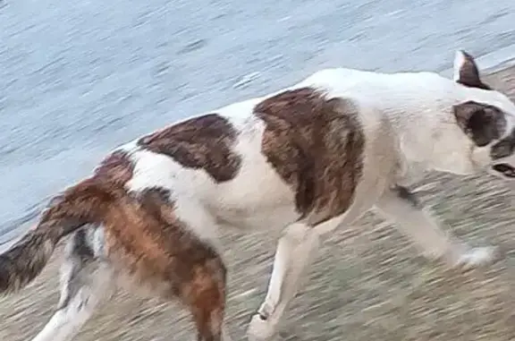 Собака найдена: ул. Шмакова, 15, Челябинск