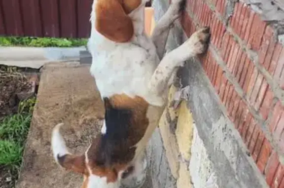 Бигль найден: Колхозная ул., 3Д, Татарка