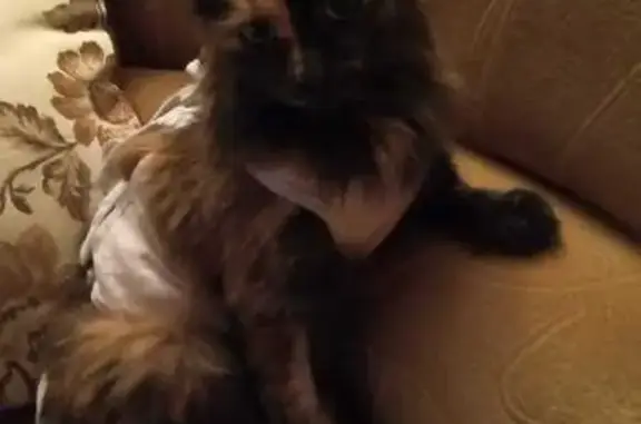 Кошки потеряшки, Челябинск, фото: Потеряшка кошка, ул. Молодогвардейцев, 6