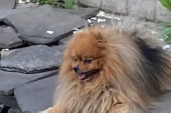 Собаки потеряшки, Волгоград, фото: Потеряшка собака, Волгоград, ул. 51-й Гв., 43А/1