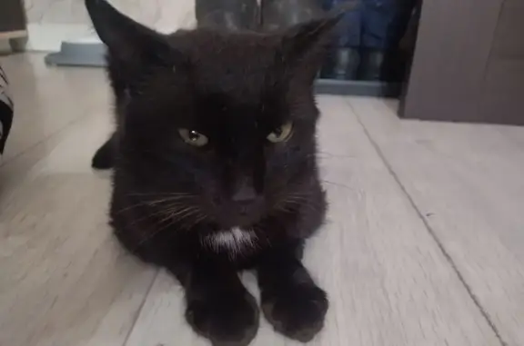 Кошки потеряшки, Старосубхангулово, фото: Потеряшка кошка, ул. Ишкильдина 47/1