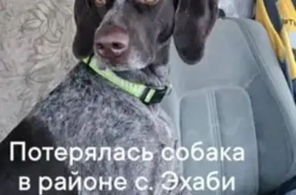 Собаки потеряшки, , фото: Потеряшка собака, Эхаби, Сахалинская обл.