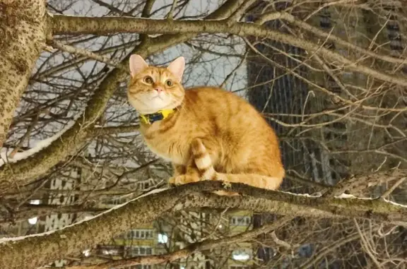 Кошки потеряшки, Москва, фото: Потеряшка рыжий кот Симба, проезд Нансена