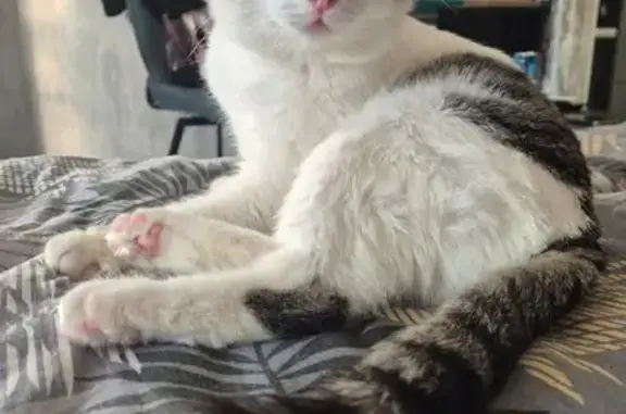 Кошки потеряшки, Екатеринбург, фото: Потеряшка кот, Хвойная ул., 76 к2, Екатеринбург