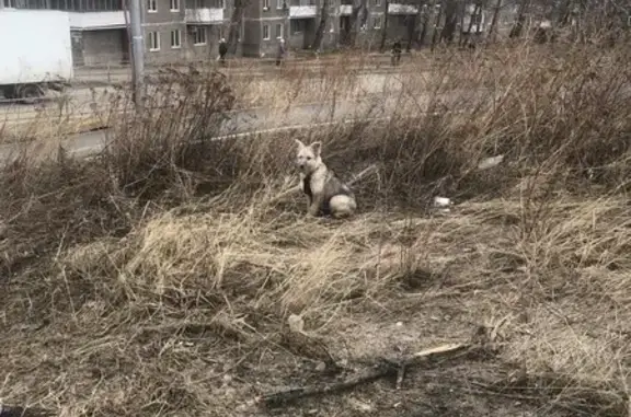 Найдена собака, Нижний Тагил, фото: Собака найдена в 