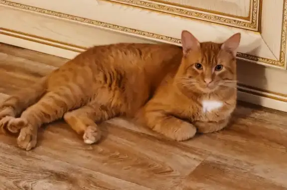 Кот найден: ул. С. Есенина, 39А, Н. Новгород