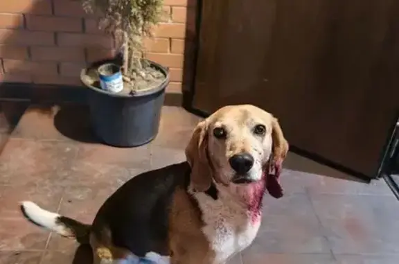 Найдена собака, Ростов-на-Дону, фото: Бигль найден: Самшитовая 68, Ростов-на-Дону