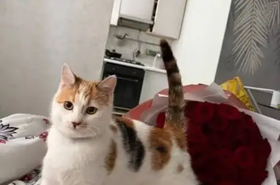 Кошки потеряшки, Мурино, фото: Потеряшка кошка, Оборонная ул., 16, Мурино