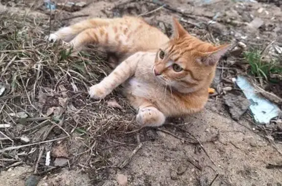 Кошка найдена, ул. Постышева 57, Иваново