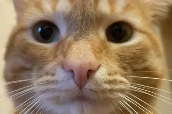 Кошки потеряшки, Екатеринбург, фото: Потеряшка рыжий кот, ул. Блюхера, 75/1