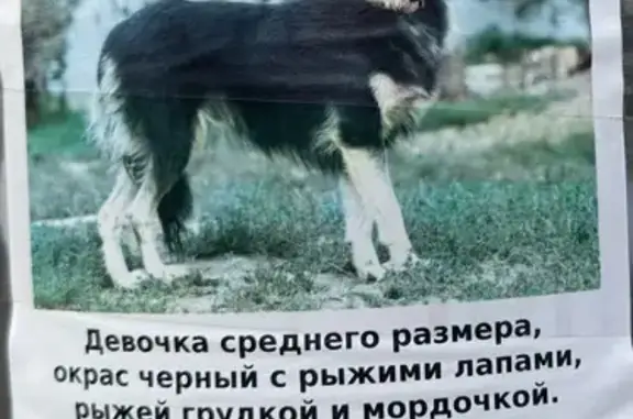 Собаки потеряшки, Немчиновка, фото: Потеряшка собака, 1-я Запрудная ул., 32А