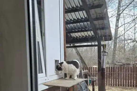 Найдена кошка, Внуково, фото: Кошка найдена, Внуковская ул. 24, Внуково