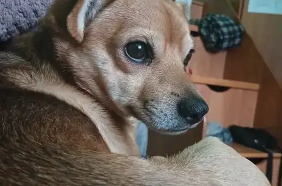 Собаки потеряшки, Нижний Новгород, фото: Собака пропала, ул. Челюскинцев 23, НН